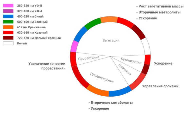 Распределение цветовых температур в разных стадиях роста растений